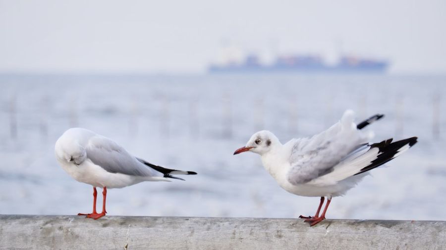 Seagulls on sea shore