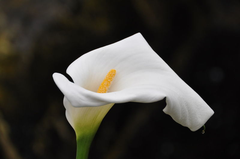Close-up of white lily blooming outdoors