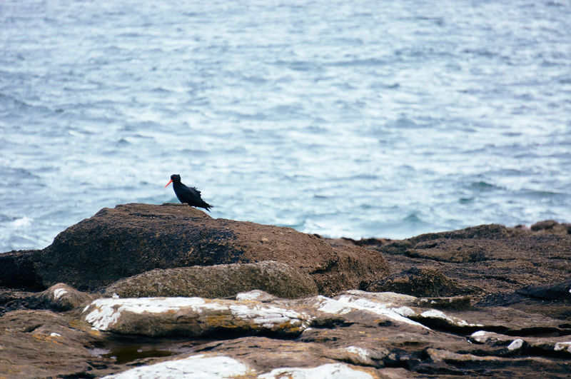 Oystercatcher on rock by sea