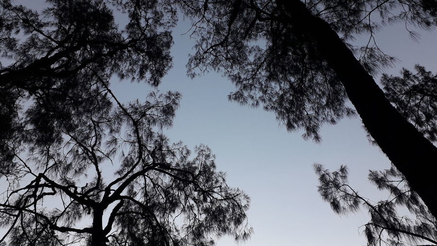 Low angle view of silhouette trees against clear sky