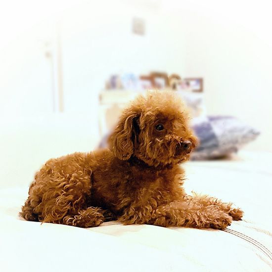 Close-up of puppy sitting on bed