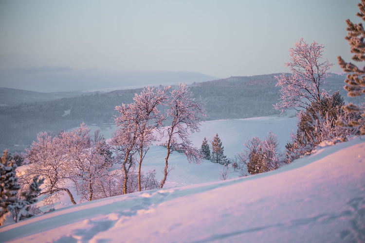 Trees on snow covered landscape against sky