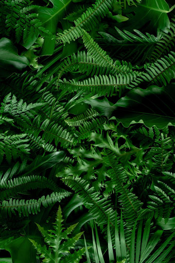 High angle view of fern leaves in forest