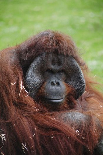 An orangutan having a good little smile at the camera