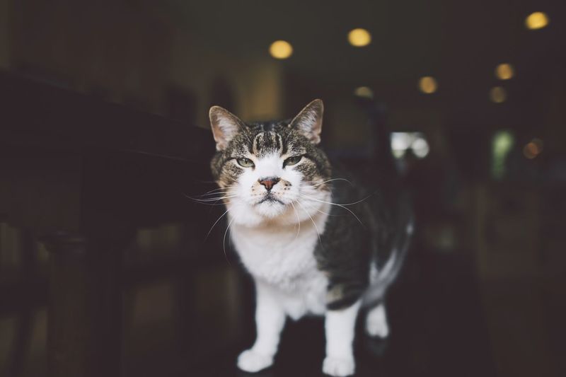 Portrait of cat