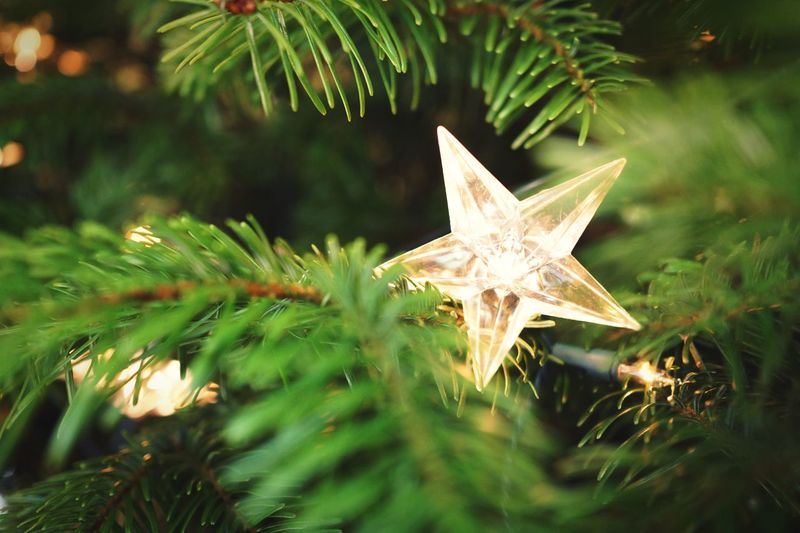 Close-up of star shape decoration of christmas tree
