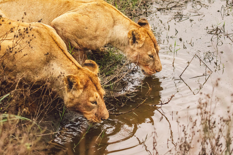 Lioness drinking water