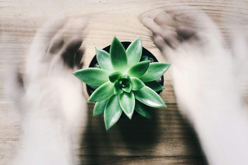 Hands in motion around beautiful green succulent in the pot on wooden table