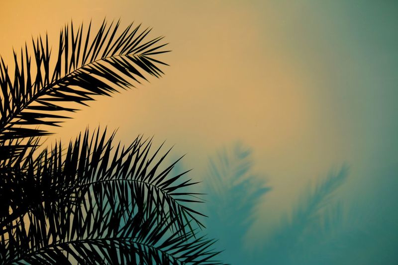 Close-up of palm tree against colored background