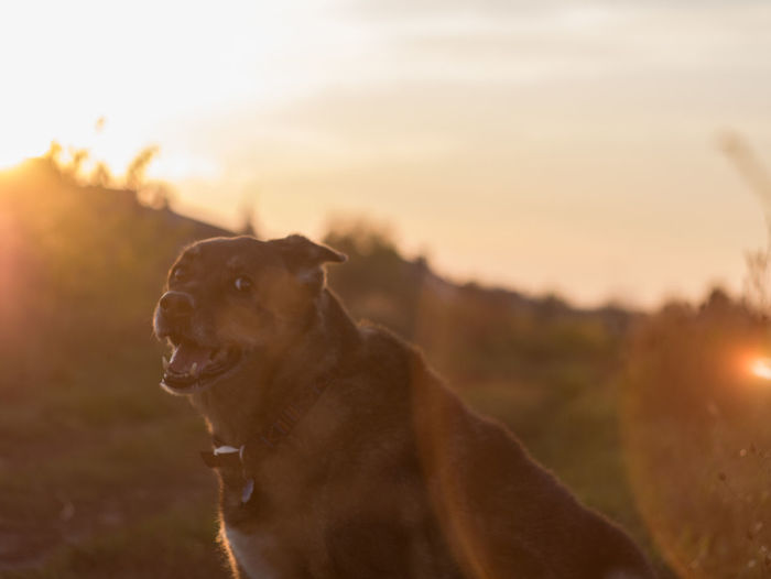 Close-up of dog on field against sky during sunset