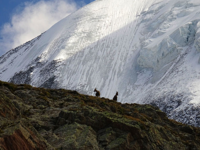 Scenic view of animals standing against snowcapped mountain