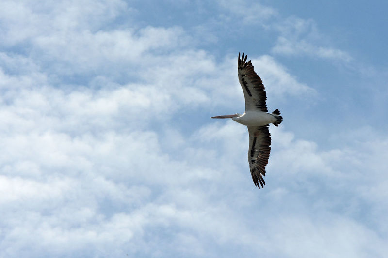 Low angle view of pelican flying in cloudy sky