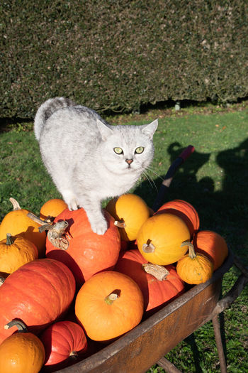 Scottish cat on a pumpkins in a rusty cart, the autumn harvest vegetables