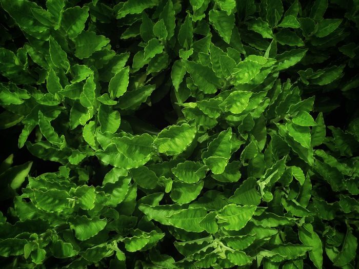 Full frame shot of fresh green leaves