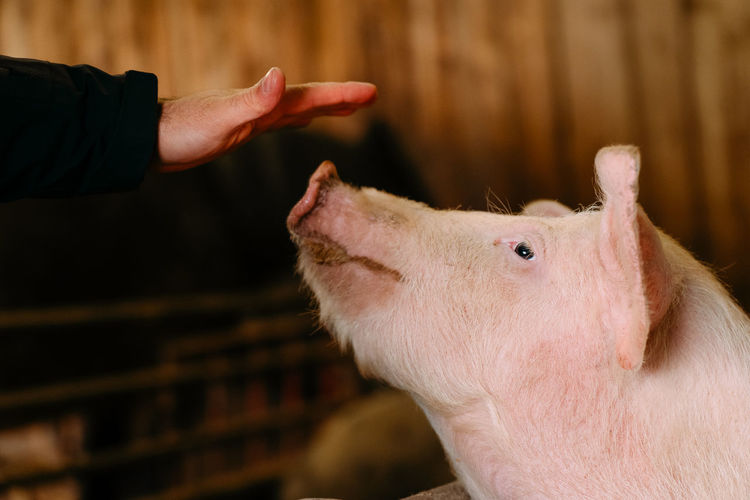 Close-up of a hand caressing a pig