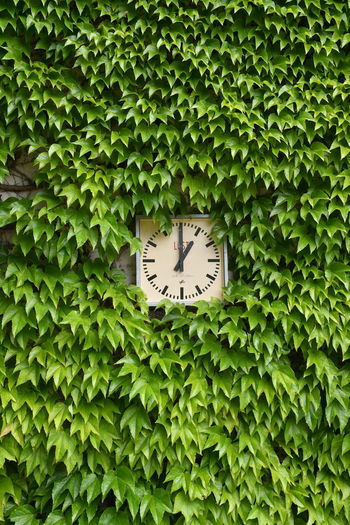 Low angle view of clock on plants
