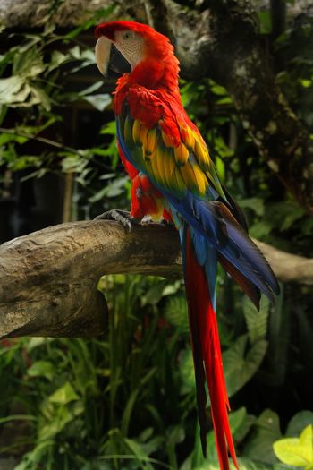 50 Gold And Blue Macaw Pictures Hd Download Authentic Images On