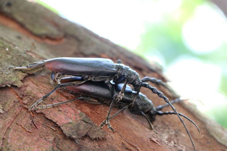 Close-up of insect on rock