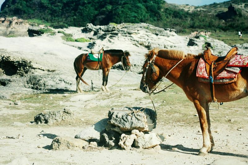 Close-up of horse