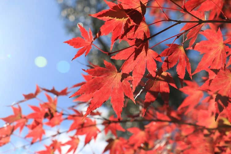 Close-up of maple leaves on tree