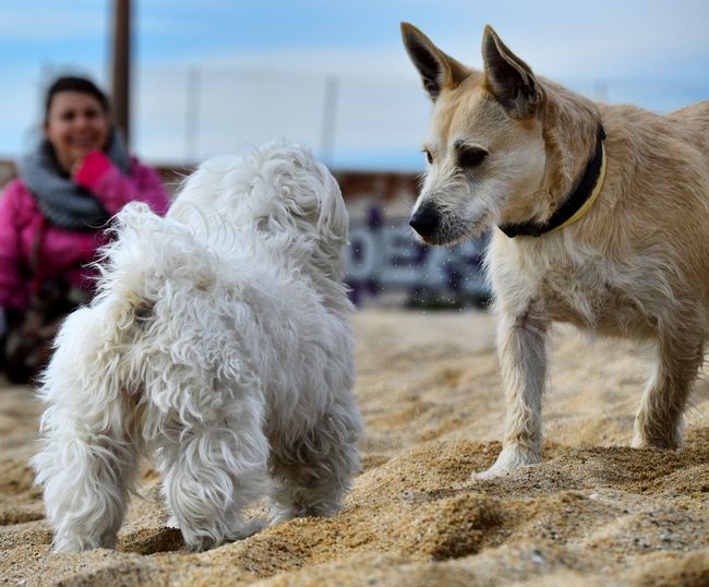 Close-up of dogs at beach