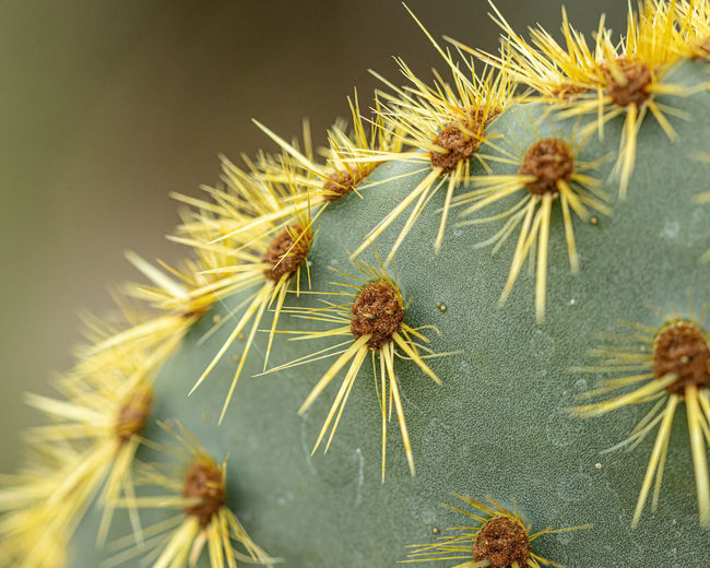 Close-up of wilted cactus