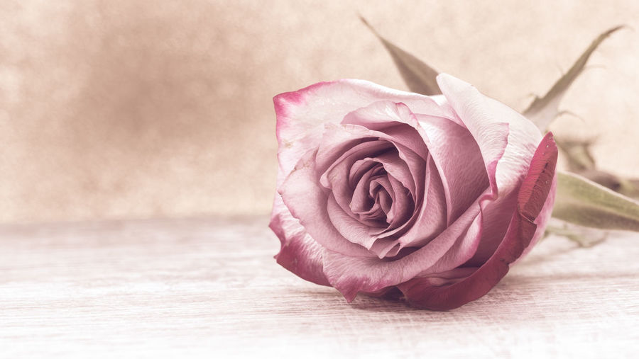 Close-up of pink rose on table