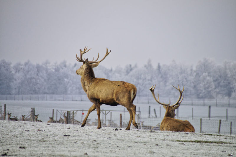 Deer on snow covered land