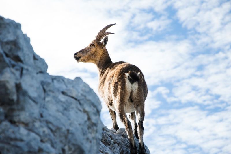 Low angle view of mountain goat standing against sky