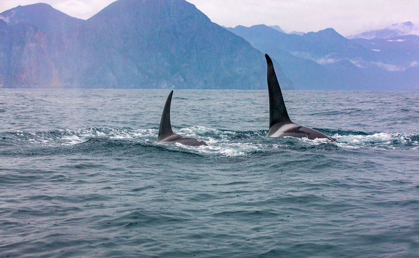 The pair of transient killer whales travel through the waters of avacha bay, kamchatka