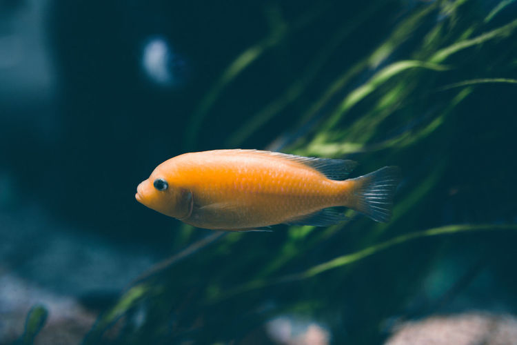 Fish close up