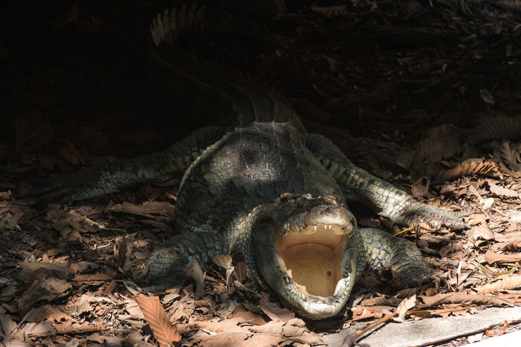 High angle view of large crocodile living on habitat land
