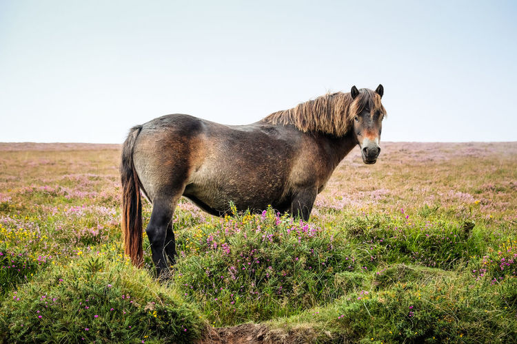 Side view of horse standing on land against sky