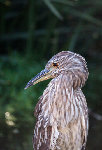 Juvenile black-crowned night heron called nycticorax nycticorax in a pond in southern california