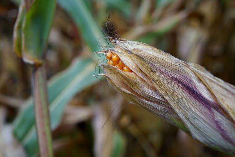 Close-up of corn plant