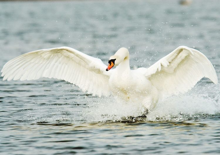 Aggressive swan landing