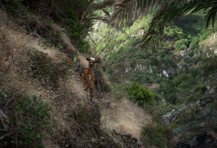 Goat standing on ground in forest
