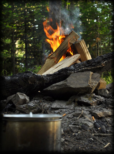 View of bonfire on wooden log in forest