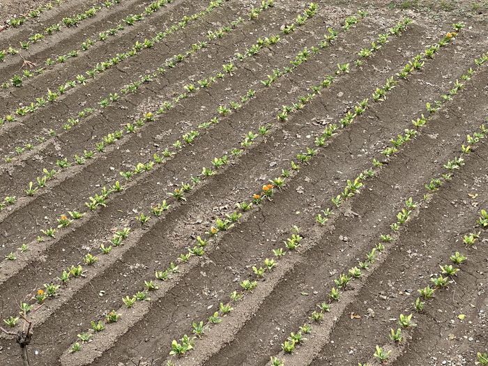 soil