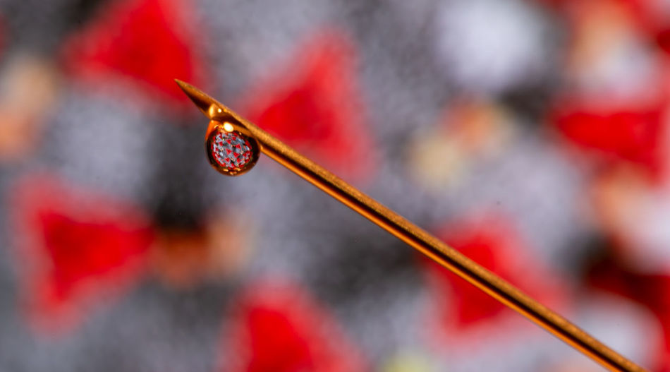 Close-up of wet red twig