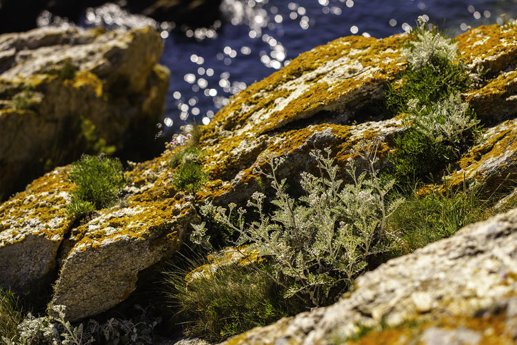 Close-up of moss growing on rock