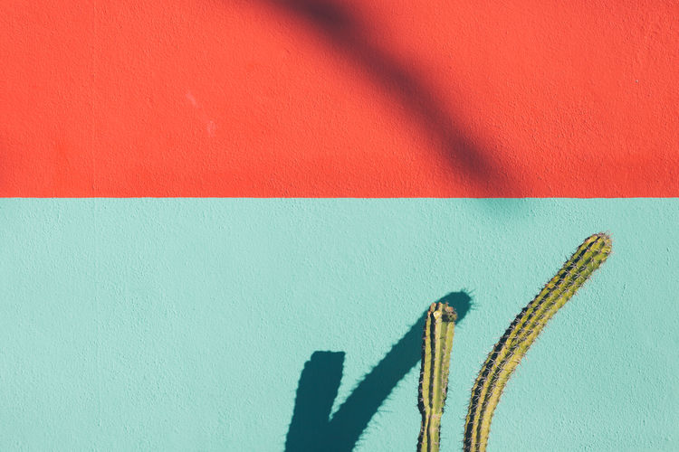 Close-up of plant growing by wall