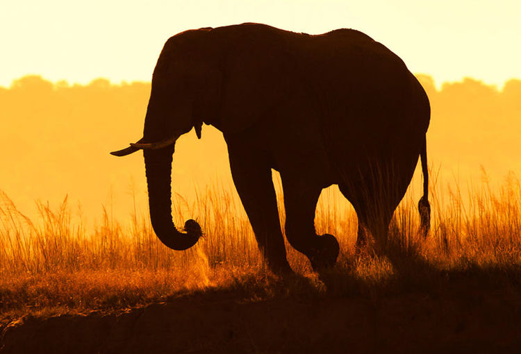 Silhouette of elephant on field during sunset