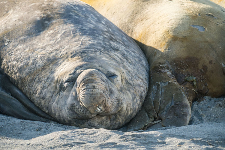 Sleeping elephant seals on a beach
