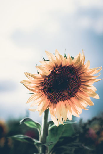 Close-up of sunflower against sky