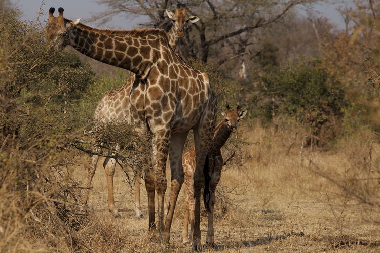 Giraffes with calf, kruger national park, south africa
