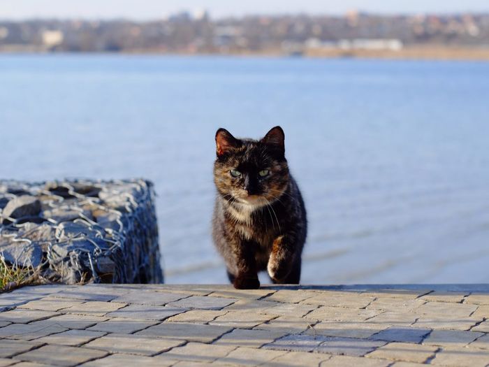 Cat walking on street against lake