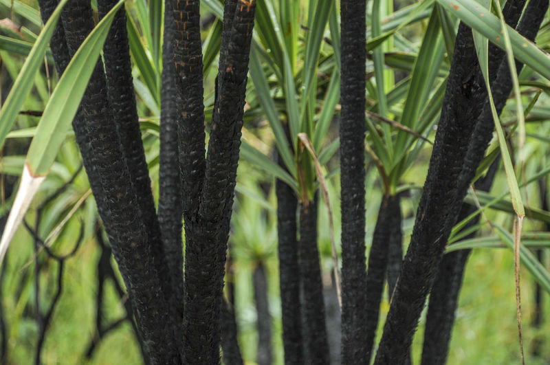 Close-up of bamboo plants