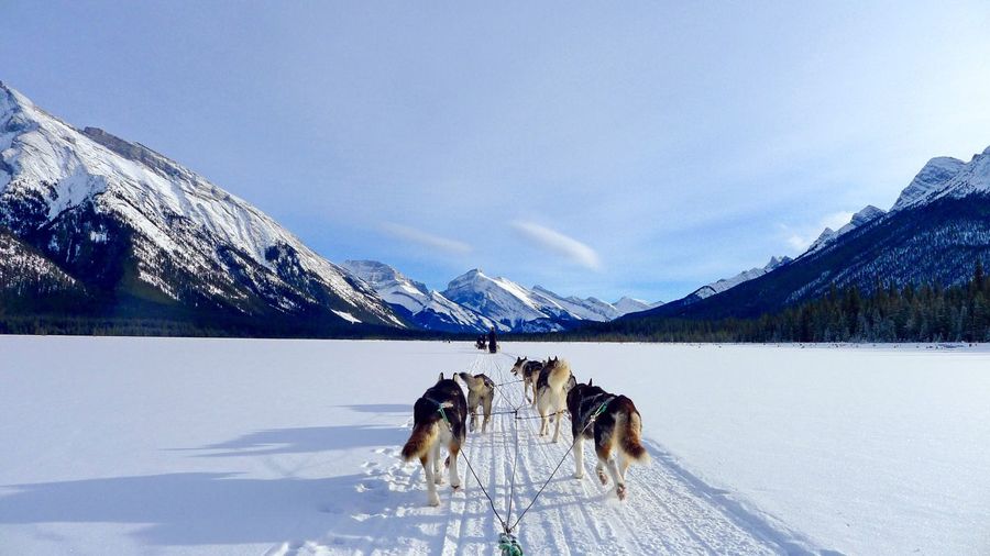 Dog on snowcapped mountain against sky