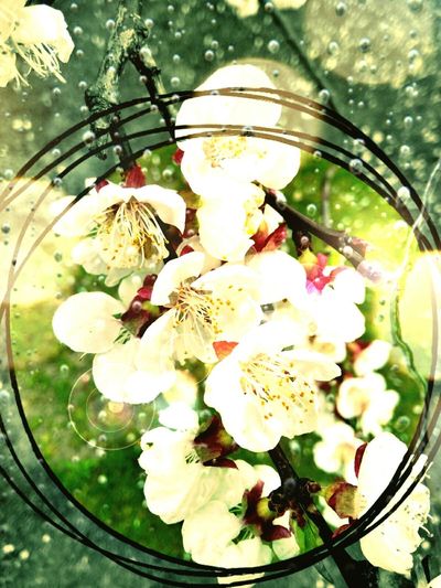 Close-up of white flowers